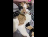 Girl pets cat on bed shoe box 