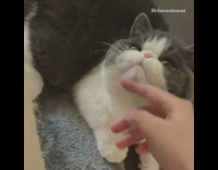 Girl pets grey white cat under chin 