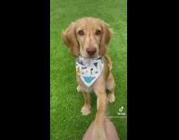 Brown dog wearing white bandana jumps up down 