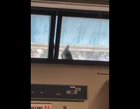Pigeon tries breaking in through classroom window 