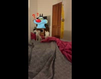 Cat stares at self in the mirror