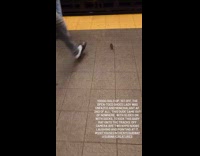 Guy kicks off rat roaming on platform