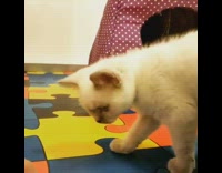 Kitten on puzzle mat plays with hand 
