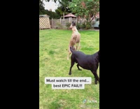 Brown dog jumps misses ball lands face 