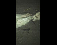 Collab BitchMP - Unknown animal washes up on beach at night