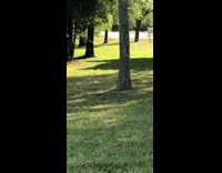 Brown white boxer dog runs around grass area nonstop 