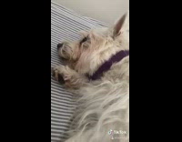 Guy wakes dog purple collar bed school 