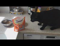 Cat Eats Snacks in Zip-Lock Bag