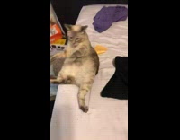 Collab Clips mpugc - Cheese challenge cat bed