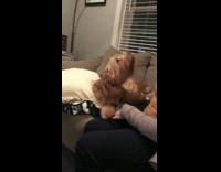 Brown Dog Barks At Scarf Woman On Grey Couch