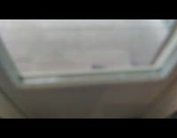 Raven dries off body shakes like dog