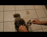 Shih Tzus Chew Fast as Man Feeds Them