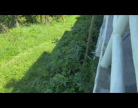 Lizard push another lizard from roof then dance