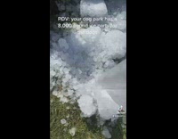 Dumping bags of ice onto ground of grass park 