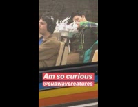 Guy on subway holding big origami tree