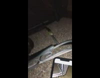 Wild Tree Frog croak recorded and played to it