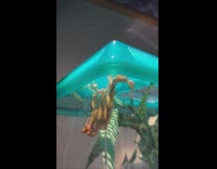 Spiny leaf insect shed skin plastic cage