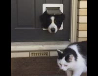 Saint Bernard Sticks Head Through Doggie Door Looks at Cat