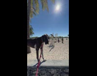 Dog Checks Man while Man Spins on Monkey Bar