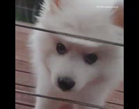 White fluffy Pomeranian dog chews on metal rope 