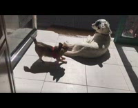 A dwarf chihuahua barks at her big brother