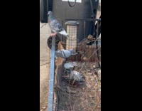 Submitter shows wildlife habitat sign on street