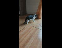 Pet cat hides on curtain and attacks another cat