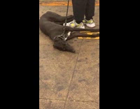 Skinny dog lays down waiting for train 