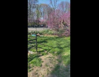 Woman in dress dances on the thin tree branch
