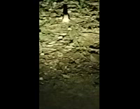 Small frog stares at the filmer on the motorcycle