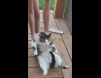 Little girl drags fat white cat patio porch