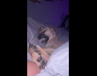 Collab Clips MPUGC - Dog twitching while sleeping 