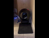 Black cat lay inside of litter box