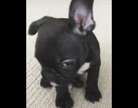 Black French Bulldog Puppy Licks Lips On Carpet