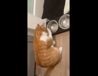 Orange cat dip lick paw from bowl