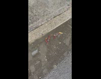 Two dead crawfish in the drain water next to sidewalk 
