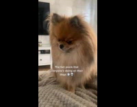 Pomeranian head tilt reaction to fake fart sound