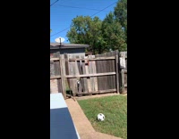 Collab VIBES - Neighbor goat hit and destroy wooden fence