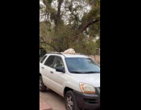 Dog lays down on top of car