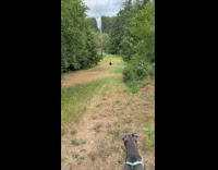 Dog cries watching hooman zipline away