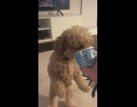 Dog eats ice cream out of pint
