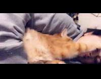 Orange cat cuddles with woman and scratches her eye