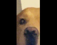 Pet dog barks at owner in an old face filter