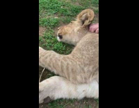 Girl pets lion laying down on grass 