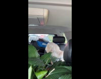 Dog nervous being pulled over by cops