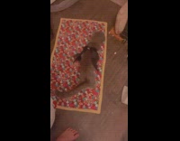 Pet cat wears a wing at its back