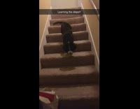 Nervous Dog Walks Downstairs for First Time