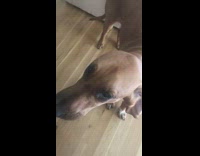 Brown bloodhound dog talk funny howl harmonica