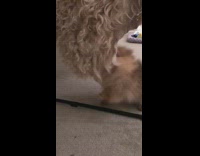 Brown Pomeranian plays and bites scruffy rug from above