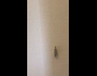 Girl finds hatching chrysalis inside house